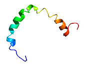Section of human apolipoprotein A-I