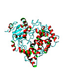Cytochrome P450 protein,molecular model