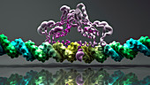 Transcription factor and DNA molecules