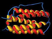 Interferon,molecular model