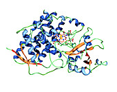 Cytochrome P450 molecule