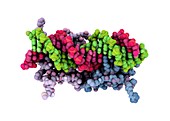 Transcription factor and DNA molecule