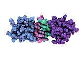 RNA-editing enzyme,molecular model