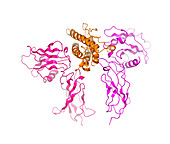 Erythropoietin molecule bound to receptor