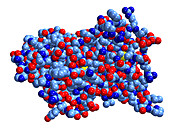 Human growth hormone,molecular model