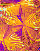 PLM of crystals of magnesium citrate drug