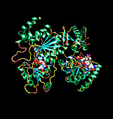 Vancomycin antibiotic action