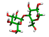 Maltose molecule