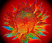 Sunflower Souled fractal