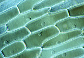 LM of cells in the epidermis of an onion