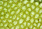 LM of cells in a leaf of moss
