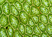 Chloroplasts in plant cells