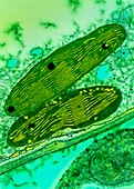TEM of chloroplasts from a pea plant