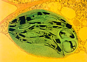 Chloroplast