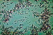 Salmonella typhi bacteria