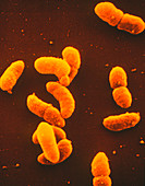 Colony of Klebsiella pneumoniae bacteria
