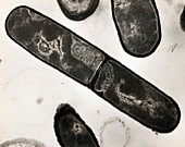 TEM of Bacillus subtilis bacterium