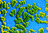 SEM of a colony of Brucella sp. bacteria