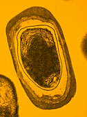 TEM of bacillus subtilis bacterium