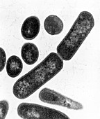 Clostridium borulinum bacterium