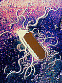TEM of Bacillus thuringiensis
