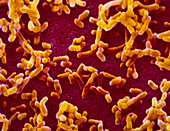 Yersinia pestis (plague) bacteria