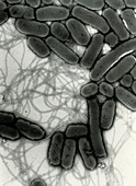 Salmonella bacteria