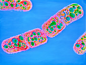 F/colour TEM of Bacillus megaterium