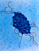 Campylobacter jejuni bacteria