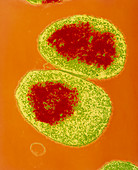 Neisseria meningitidis bacteria