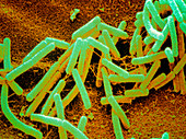 Coloured SEM of Bacillus subtilis