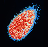 Antibiotic action of Salmonella typhimurium