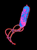 TEM of Helicobacter pylori bacterium