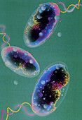 Artwork of three Vibrio cholerae bacteria