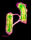Two Helicobacter pylori bacteria