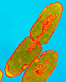 Salmonella typhimurium bacteria