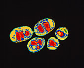 Methylobacter mesophilicum bacteria