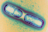 Dividing Bacillus sp. bacteria