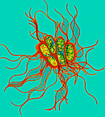 TEM of Salmonella bacteria