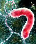 Helicobacter pylori bacterium