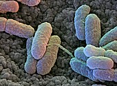 Salmonella enteritidis bacteria,SEM