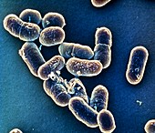 Listeria bacteria,SEM