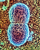 Lactococcus sp. bacteria,SEM