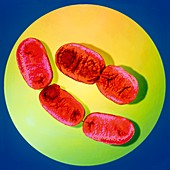 Shigella bacteria,TEM