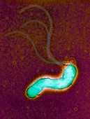 Helicobacter pylori bacterium