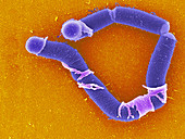 Bacillus cereus,SEM