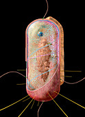 Bacterial cell