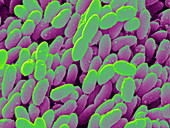 Erwinia bacteria,SEM