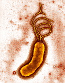Helicobacter pylori bacterium,TEM