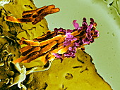 Bacteria infecting a macrophage,SEM